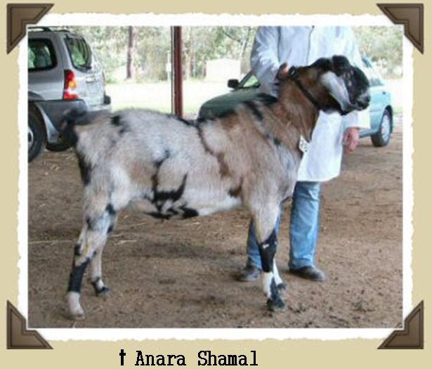 Anara Shamal